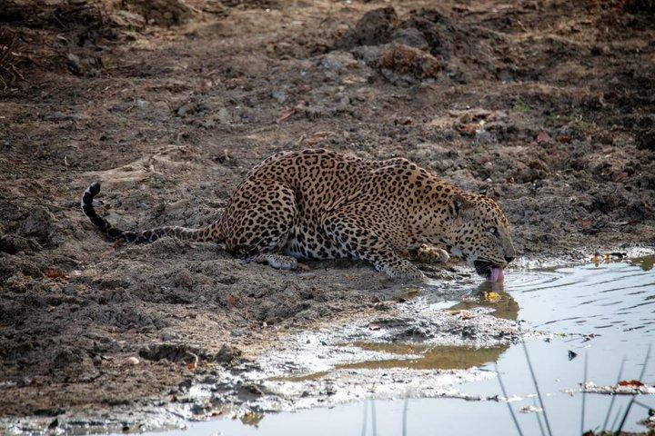 Yala Block 5 e 6 Safari privato in jeep Giornata intera 7 ore o 4 ore Safari