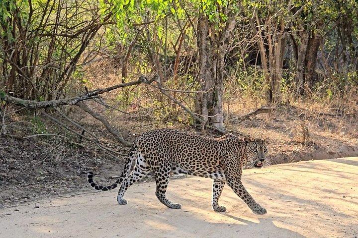 Yala National Park Safari Shared Tour from Hambantota Port