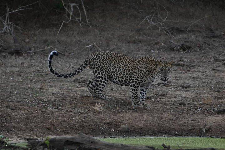 Yala Nationalpark Private Jeep Safari Ganztägige 7 Stunden oder 4 Stunden Safari