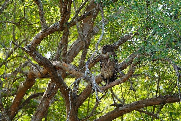 ヤーラ国立公園プライベートジープサファリ入場券付き