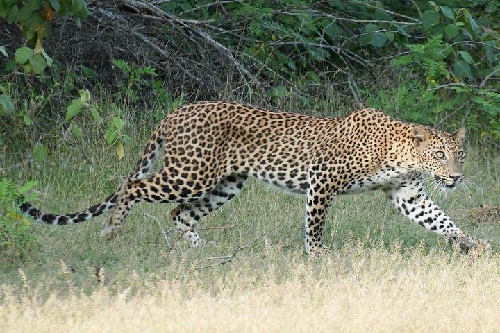 ヤーラ国立公園でのプライベートジープサファリツアー