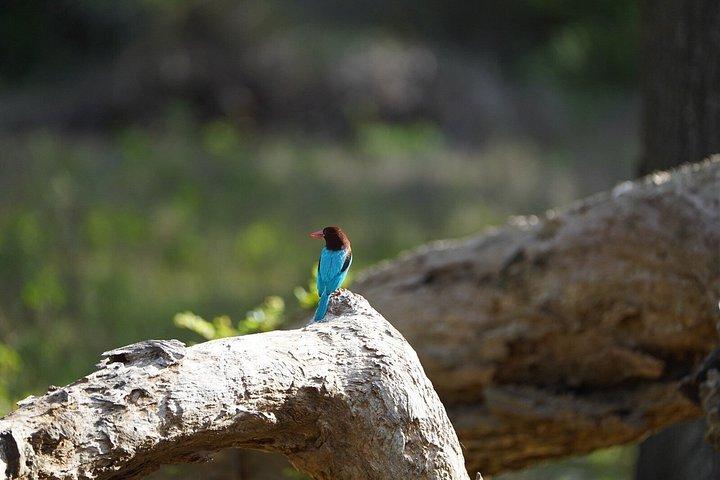 ウダワラワサファリ象の孤児院シェアツアーハンバントータ港