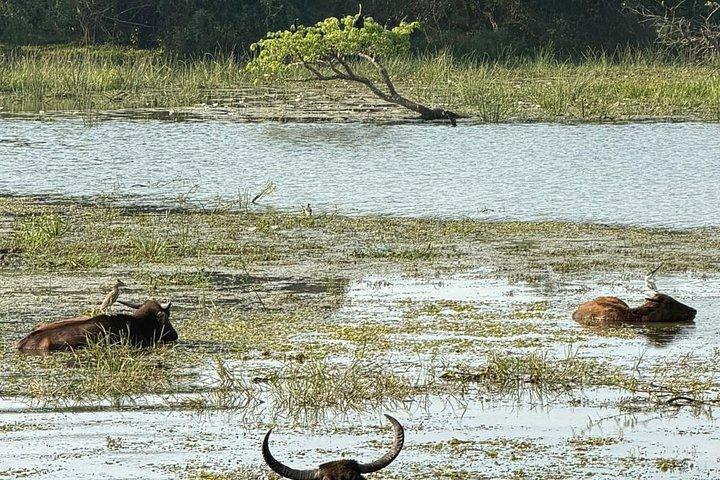 7 - ヤーラ国立公園での野生動物共有ジープサファリ