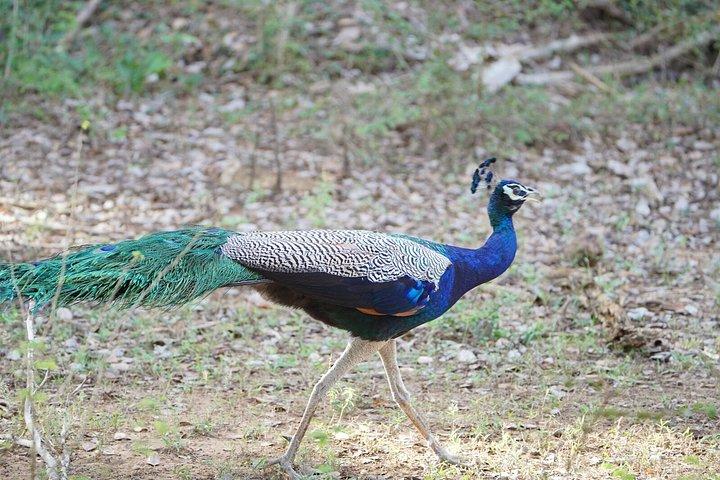 7 - ヤーラ国立公園での野生動物共有ジープサファリ