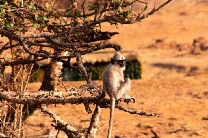 Yala Block 5 e 6 Safari privato in jeep Giornata intera 7 ore o 4 ore Safari