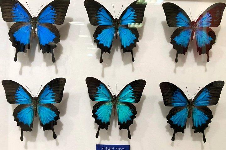 箕面滝プライベートネイチャーエスケープハイキングと隠れた滝