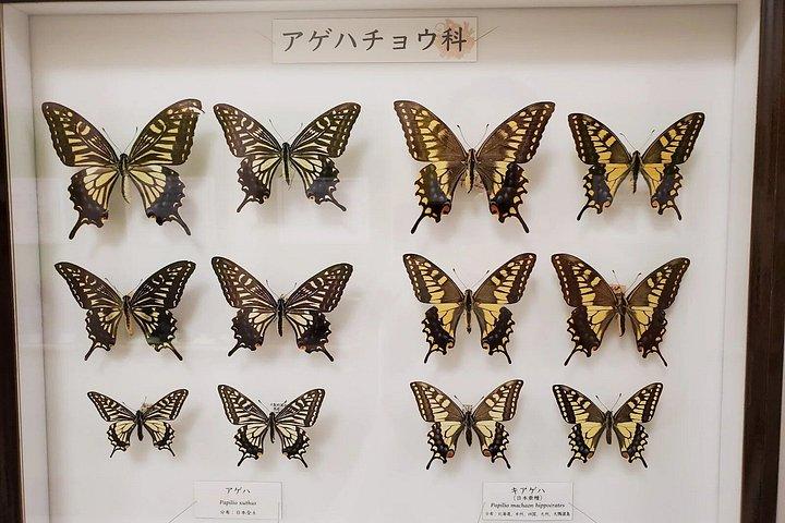 箕面滝プライベートネイチャーエスケープハイキングと隠れた滝