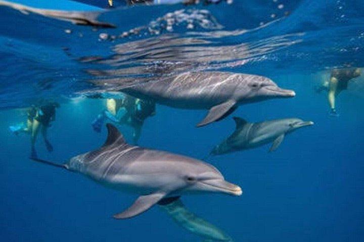 Zanzibar Mnemba Snorkeling Dolphins and starfish