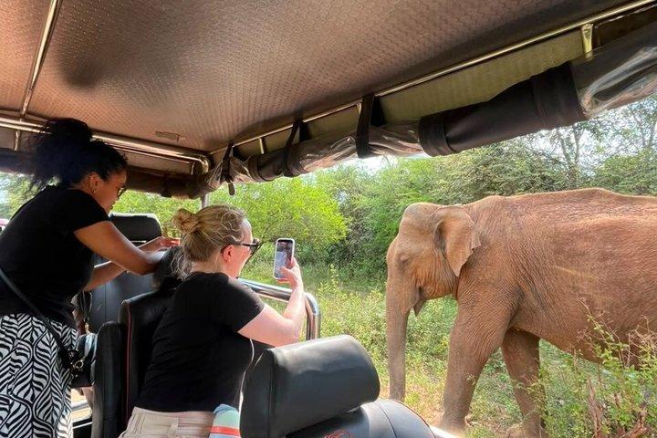 Hoteller i nærheden af Udawalawe National Park - Halvdags safari