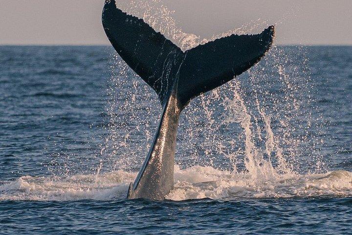 スリランカ11日間プライベートツアーシギリヤキャンディエラヤラとゴール