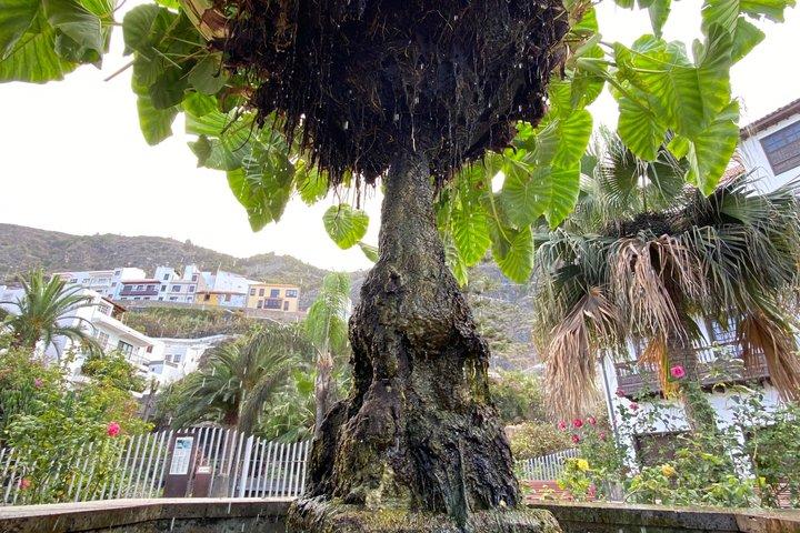 Private Tenerife Tour | Teide, Masca & Mercedes V-Class