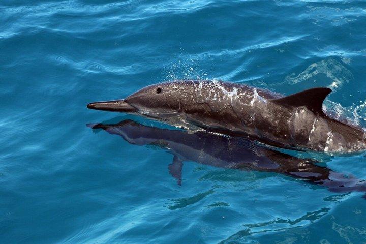 Crucero de lujo con reloj de delfines y buffet local