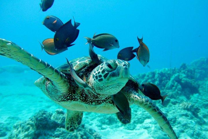 Crucero de lujo con reloj de delfines y buffet local
