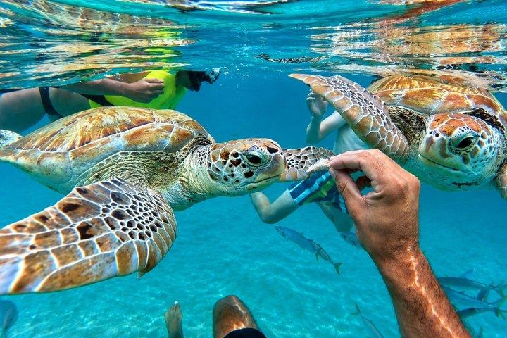 Wild Turtles & Shipwreck Snorkeling Cruise Experience In Barbados