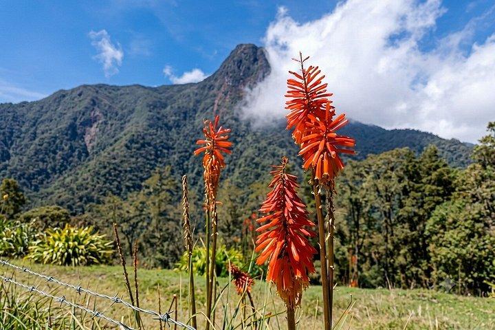 Cocora Valley : 10 km Nature and Forest Hike