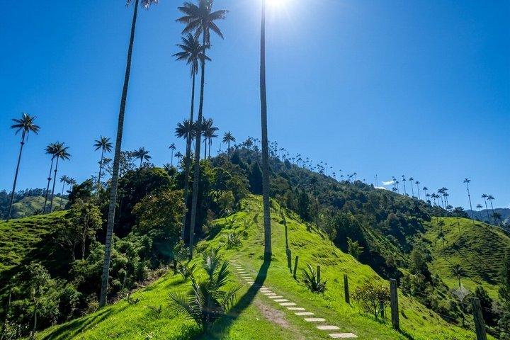 Cocora Valley : 10 km Nature and Forest Hike