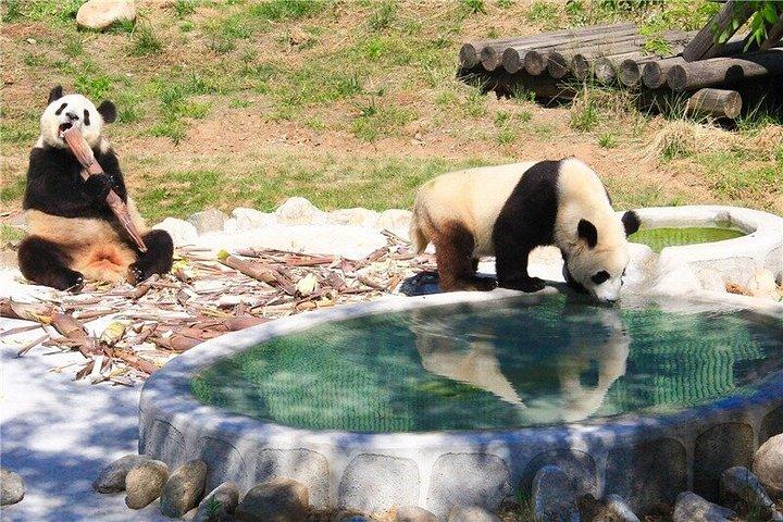 テラコッタ戦士博物館とパンダ奇才日帰りツアー