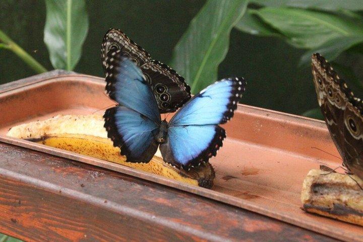 ジャコ コスタリカ 5 - イン - 1 雨林アドレナリンアドベンチャー