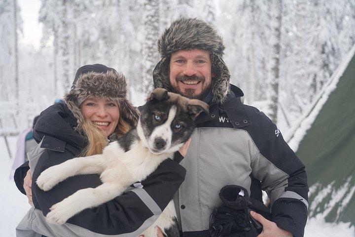 Rovaniemi 2 - Excursion guidée de 2 heures en mushing avec des huskies pour petits groupes