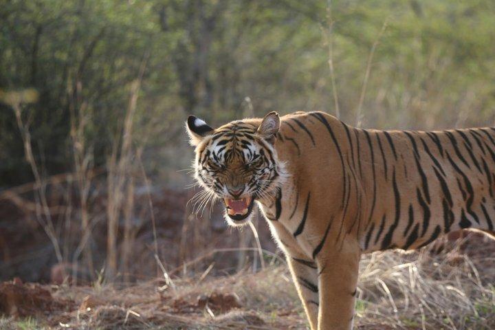 3 Tage Ranthambore & Kuno Safari Tour ab Jaipur/Ranthambore