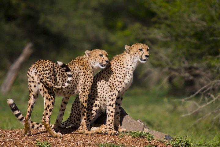 3 Tage Ranthambore & Kuno Safari Tour ab Jaipur/Ranthambore