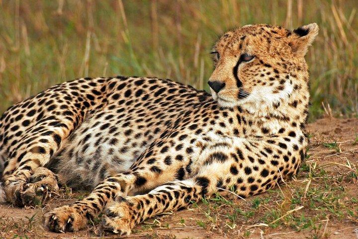 3 Tage Ranthambore & Kuno Safari Tour ab Jaipur/Ranthambore