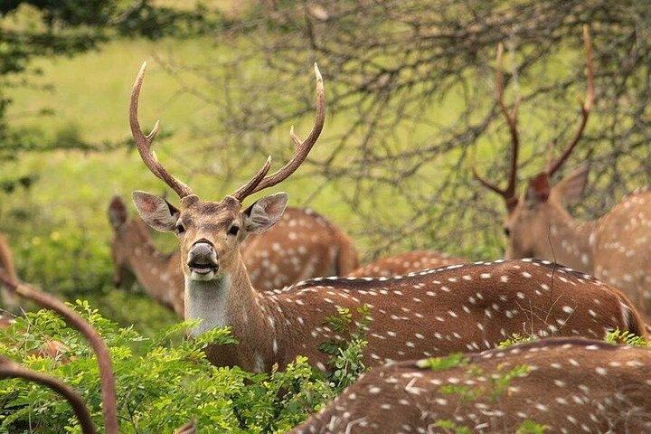 ヤラ国立公園プライベートジープサファリ – スリランカ 半日/終日