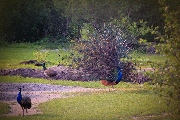 ヤラ国立公園プライベートジープサファリ – スリランカ 半日/終日