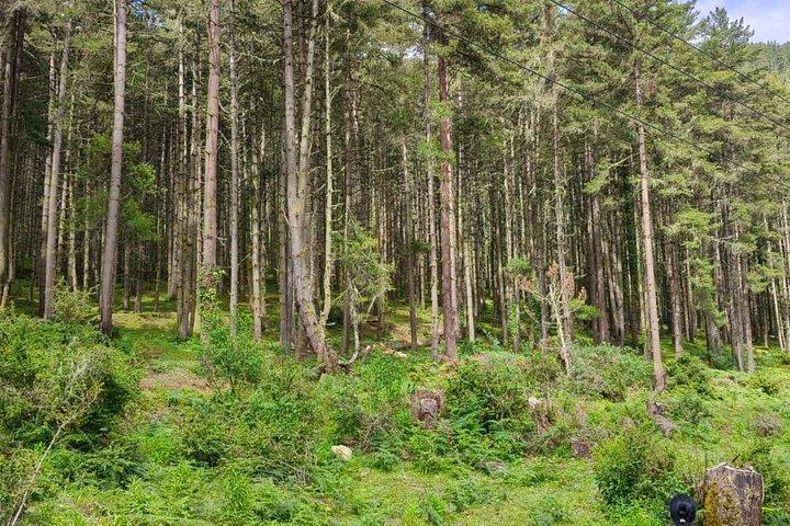 フォビジカ渓谷を巡るブータン7日間完全旅行