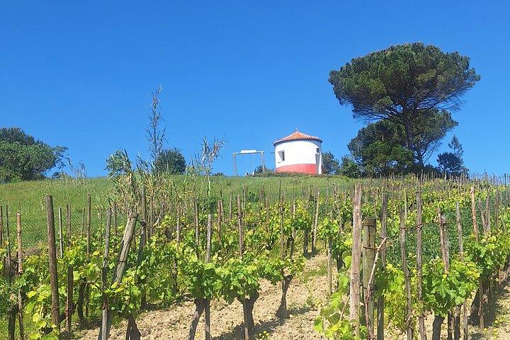 Wine Tasting and Scenic Tour in Bairrada