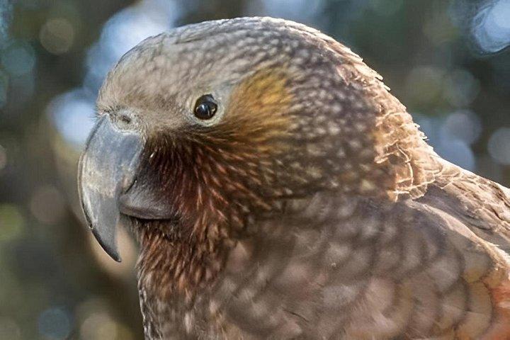 ティリティリ・マタンギ島プライベートツアー