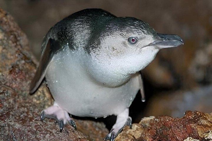 ティリティリ・マタンギ島プライベートツアー