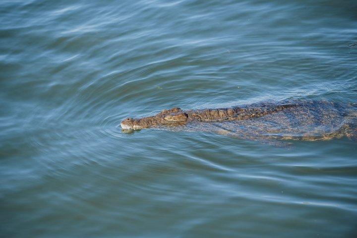 ザンベジ川のプライベート ランチ クルーズ