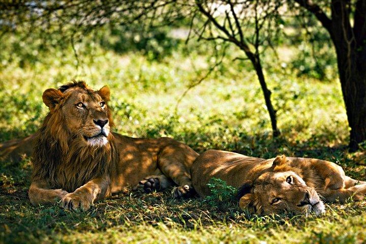 Chobe National Park Tour af 4WD