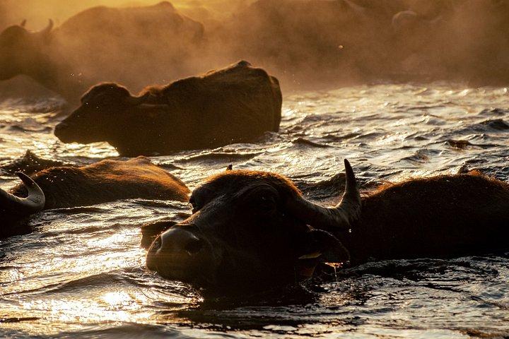 Chobe National Park Tour af 4WD