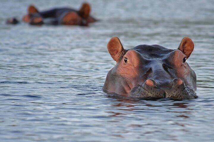 Mosi oa Tunya National Park Safari Game Drive and Rhino Tracking
