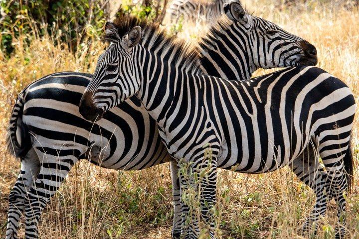 Mosi oa Parque Nacional de Tunya Safari Game Drive e rastreamento de rinocerontes