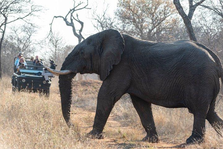 Mosi oa Parque Nacional de Tunya Safari Game Drive e rastreamento de rinocerontes