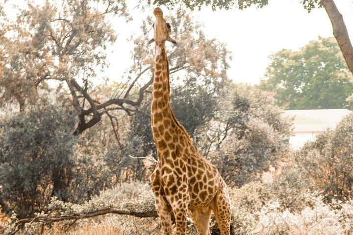 Mosi oa Parque Nacional de Tunya Safari Game Drive e rastreamento de rinocerontes