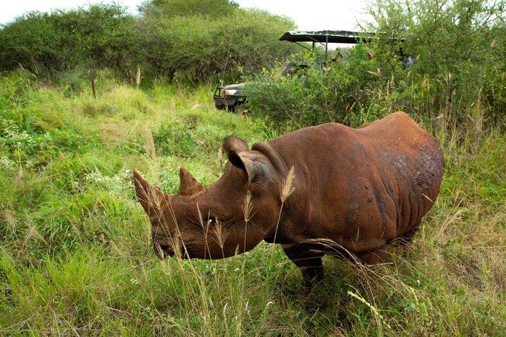 Mosi oa Parque Nacional de Tunya Safari Game Drive e rastreamento de rinocerontes