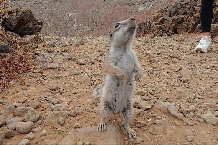 バギー フェルテベントゥラ オフロード エクスカーション