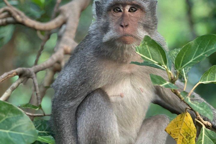 最高のウブドプライベートツアー：モンキーフォレスト、棚田、滝
