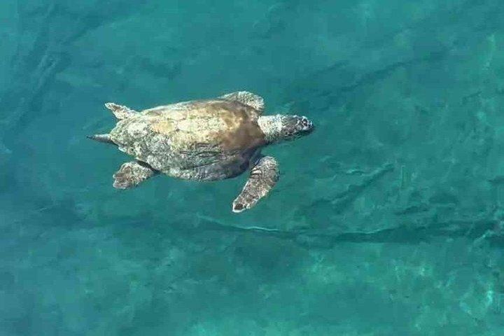 2,5 uur durende boottocht met glazen bodem, snorkelen, glijden en plezier