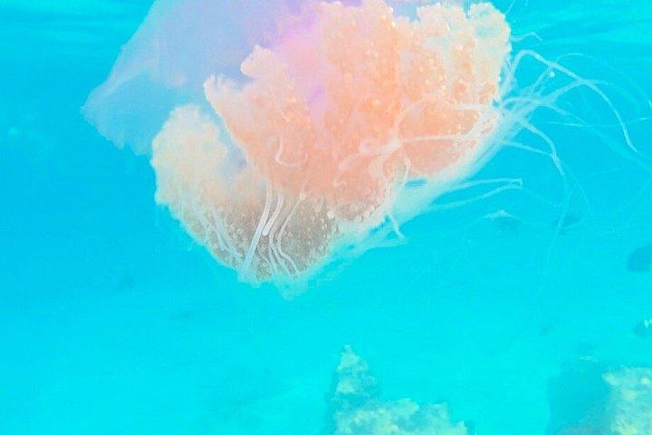 ザンジバル・ムネンバ島シュノーケリングとイルカウォッチングアドベンチャー