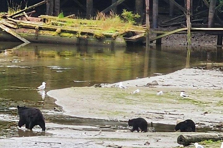 Small-Group Ketchikan Sightseeing Tour