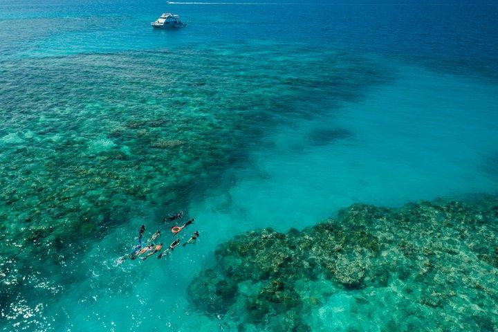 Ocean Freedom : Gran Barrera de Coral Snorkel con estilo, Tour de Buceo en Arrecifes