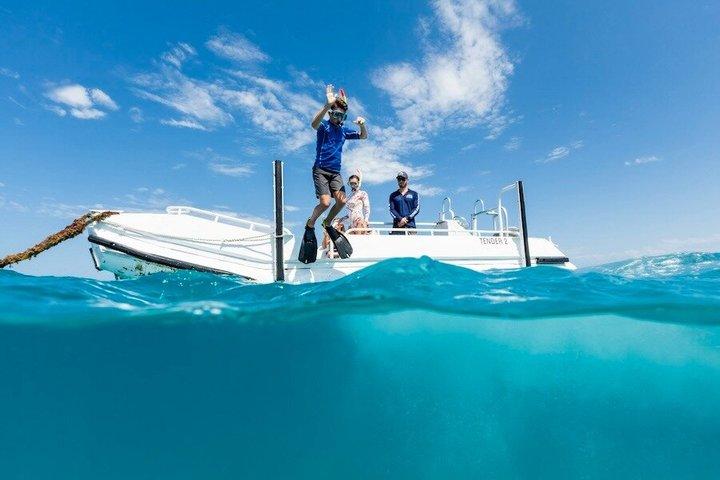 Ocean Freedom : Gran Barrera de Coral Snorkel con estilo, Tour de Buceo en Arrecifes