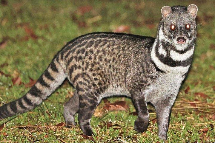 シギリヤのプライベートナイトサファリ：スポットフィッシングキャット、ロライズ