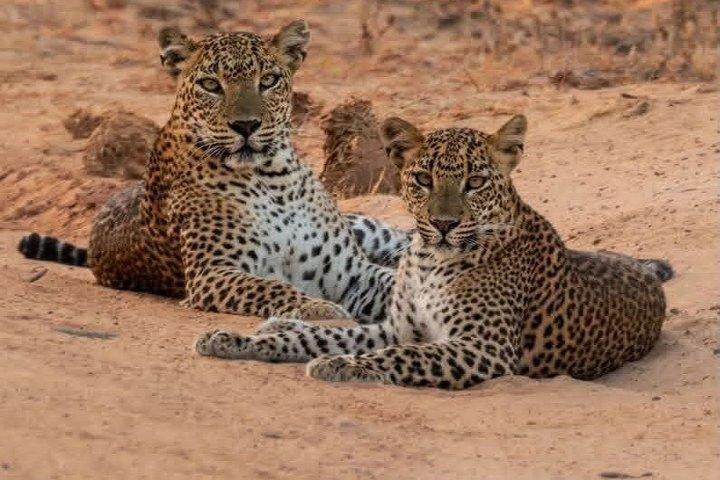 Ganztägiges / Halbtägiges WildlifeAbenteuer im Yala-Nationalpark