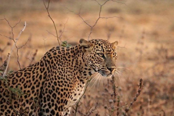 Ganztägiges / Halbtägiges WildlifeAbenteuer im Yala-Nationalpark